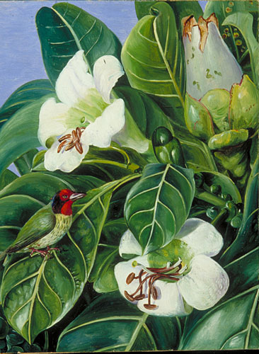 Explorer and botanical illustrator Marianne North